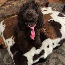 Thumbnail photo of Stevie #2