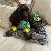 Thumbnail photo of Stevie #4