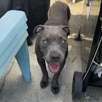 Thumbnail photo of Nugget #1