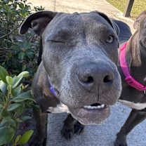 Thumbnail photo of Nugget #2