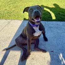 Thumbnail photo of Nugget #3