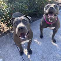 Thumbnail photo of Nugget #4