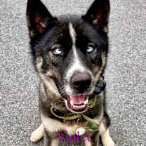 Thumbnail photo of Violet #1