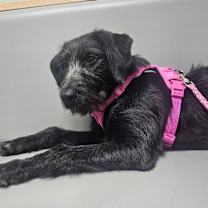 Thumbnail photo of Maple #1