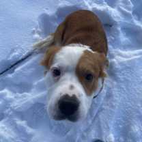 Thumbnail photo of Lulu #3