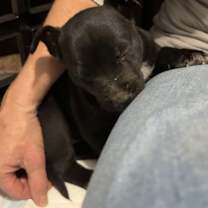 Thumbnail photo of Raven (G), Nox (B), Reaper (B) #2