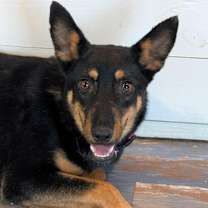 Thumbnail photo of OPAL #1