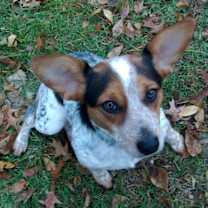 Thumbnail photo of Molly Willow #1