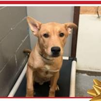 Thumbnail photo of Biscuit #1