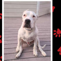 Thumbnail photo of Bruno #1