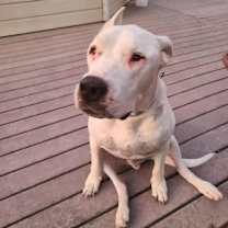 Thumbnail photo of Bruno #3