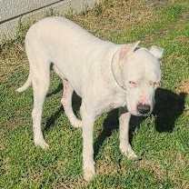 Thumbnail photo of Bruno #4