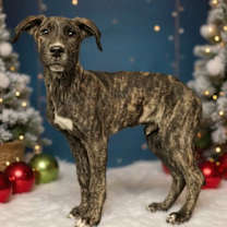 Thumbnail photo of Kringle #1