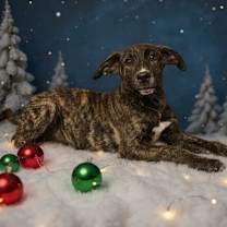 Thumbnail photo of Kringle #2