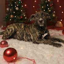 Thumbnail photo of Kringle #3