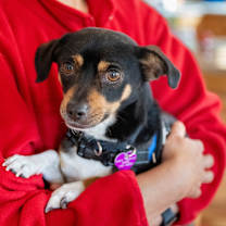 Thumbnail photo of Joey #3