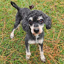 Thumbnail photo of Milo Fortune #1