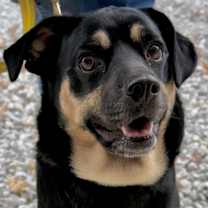 Thumbnail photo of LAYLA #1