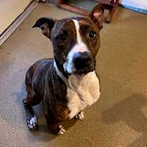 Thumbnail photo of Truffles (Nova) #1