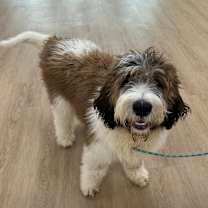 Thumbnail photo of Swiffer Duster #2