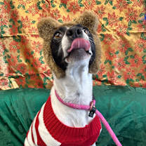 Thumbnail photo of L-57-25 Cranberry #1