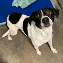 Thumbnail photo of L-57-25 Cranberry #2