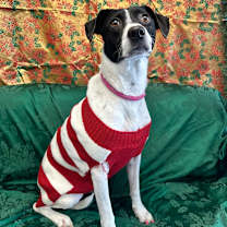 Thumbnail photo of L-57-25 Cranberry #4