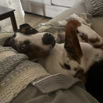 Thumbnail photo of Bella #1