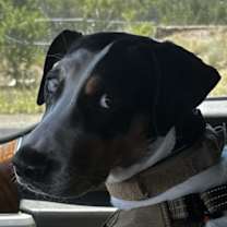 Thumbnail photo of Bella #4