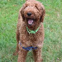 Thumbnail photo of Kobe #1