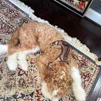 Thumbnail photo of Bella #3