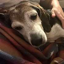 Thumbnail photo of Banjo II #3