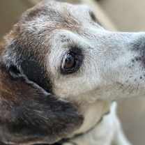 Thumbnail photo of Banjo II #4