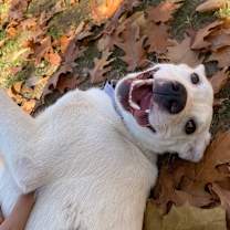 Thumbnail photo of Angel #1