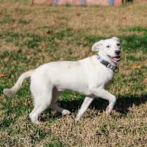 Thumbnail photo of Angel #3