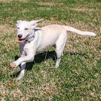 Thumbnail photo of Angel #4