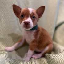 Thumbnail photo of Ixa #3