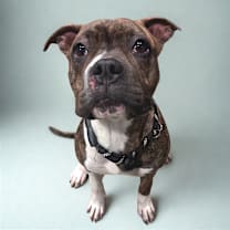 Thumbnail photo of Porsche #1