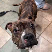 Thumbnail photo of Porsche #3