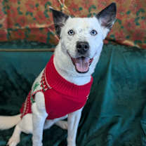 Thumbnail photo of Anubis #1