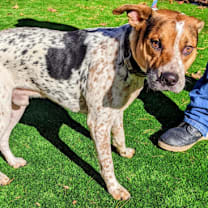 Thumbnail photo of Niblet #2