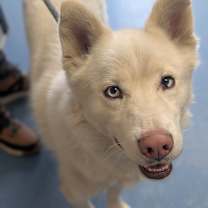 Thumbnail photo of Kiska #2