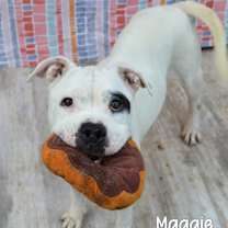 Thumbnail photo of Maggie #1
