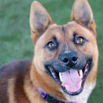 Thumbnail photo of Spicoli #1