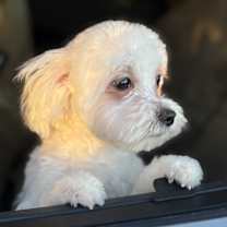 Thumbnail photo of Benny #2