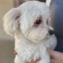 Thumbnail photo of Benny #3