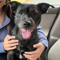 Thumbnail photo of Bodhi #4