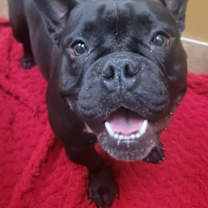 Thumbnail photo of Candy #2