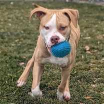 Thumbnail photo of Cashew #3