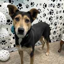 Thumbnail photo of Sassy #2